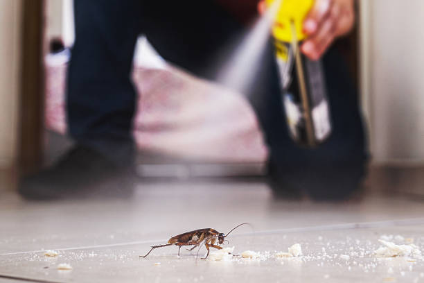 Best Termite Control Services  in Punta Gorda, FL